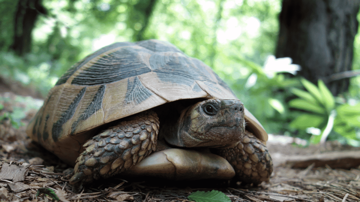 slow website losing customers