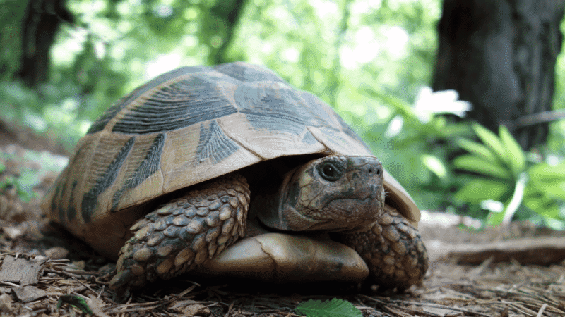 WordPress Speed Optimisation & Performance Tuning